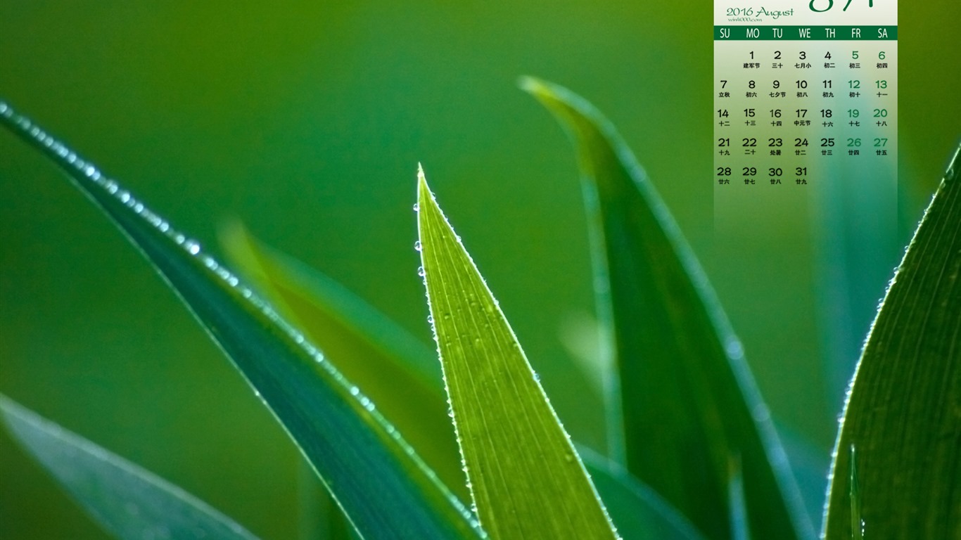 De agosto de el año 2016 fondo de pantalla de calendario (1) #12 - 1366x768