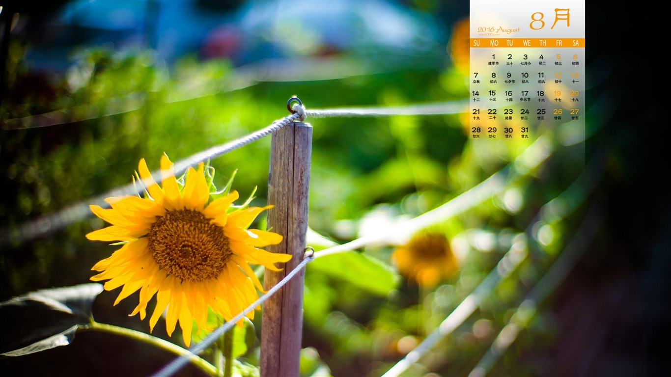 De agosto de el año 2016 fondo de pantalla de calendario (1) #13 - 1366x768