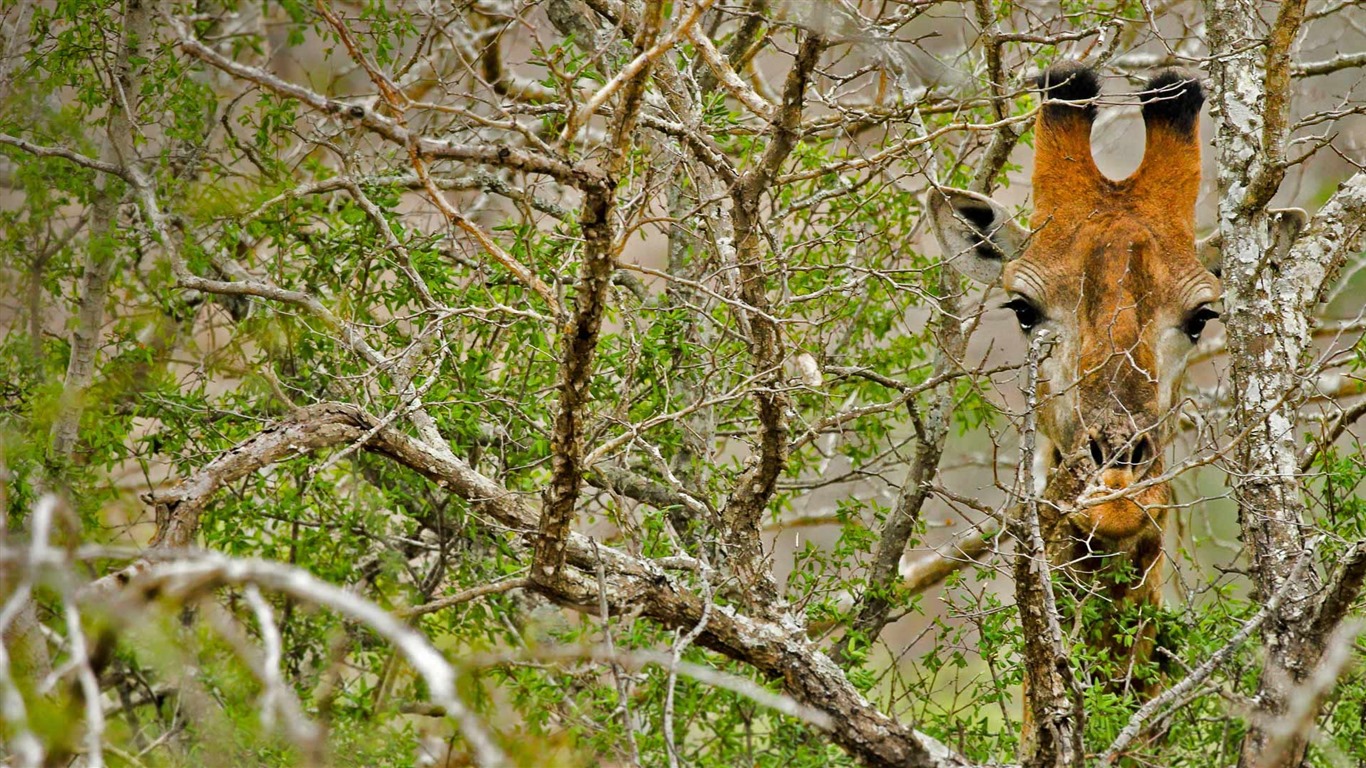 De junio de 2016 fondos de pantalla HD tema de Bing (1) #24 - 1366x768