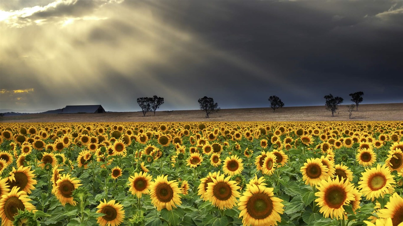 De junio de 2016 fondos de pantalla HD tema de Bing (1) #25 - 1366x768