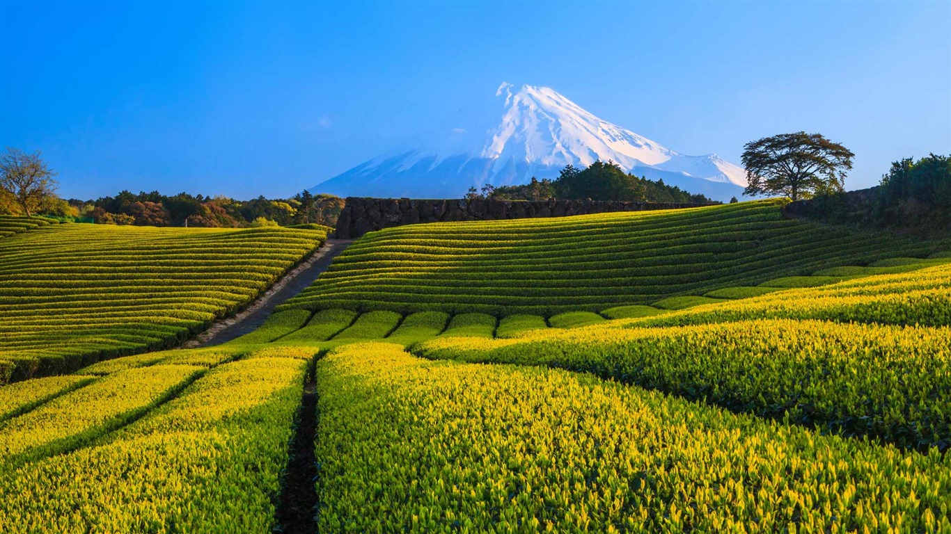June 2016 Bing theme HD wallpapers (2) #8 - 1366x768