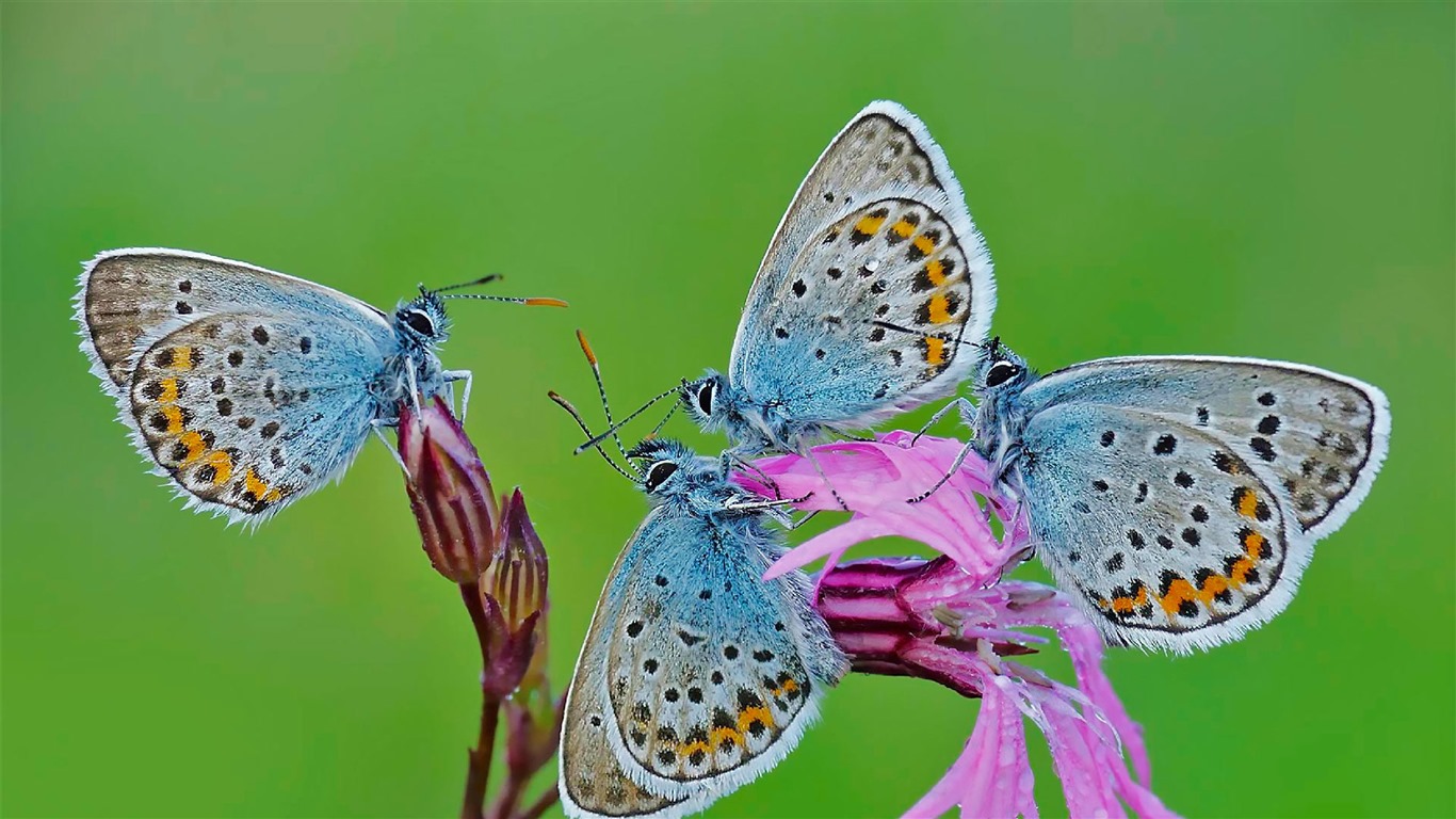 Června 2016 Bing téma HD tapety na plochu (2) #15 - 1366x768