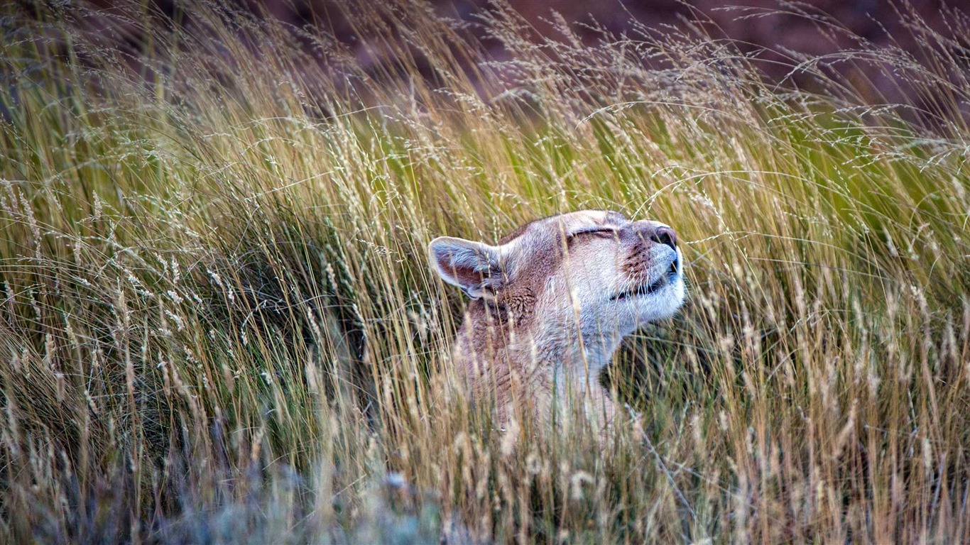 De julio de 2016 fondos de pantalla HD tema de Bing (1) #24 - 1366x768