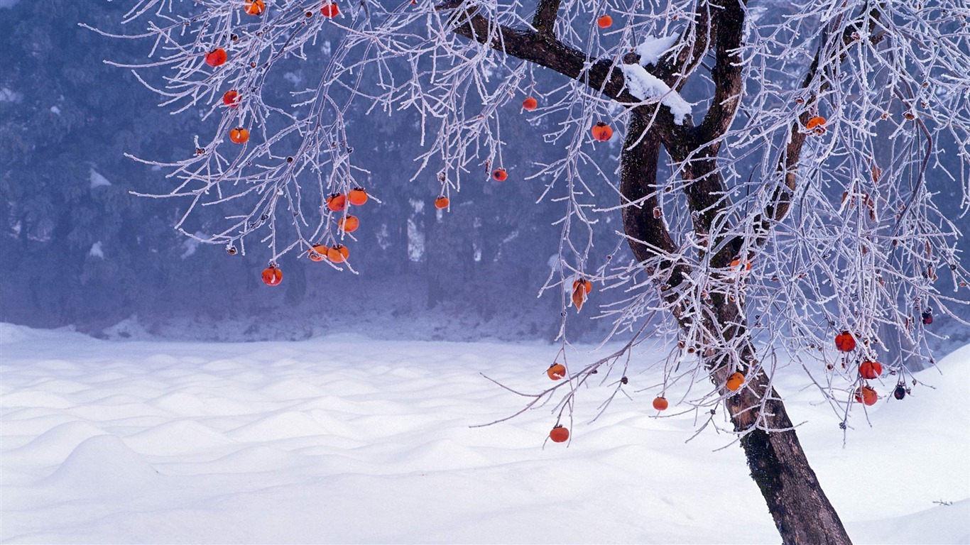 Července 2016 Bing téma HD tapety na plochu (1) #26 - 1366x768