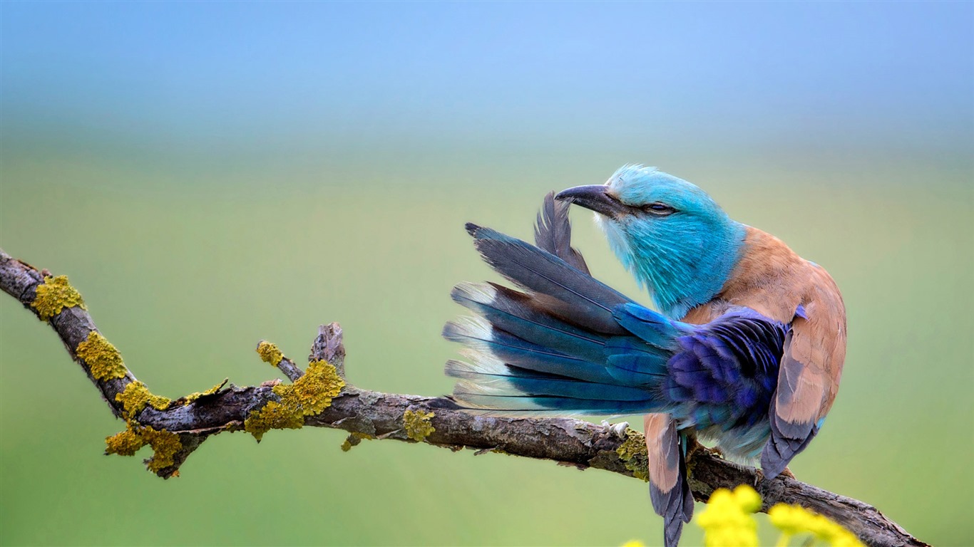 Juillet 2016 fonds d'écran Bing thème HD (2) #28 - 1366x768