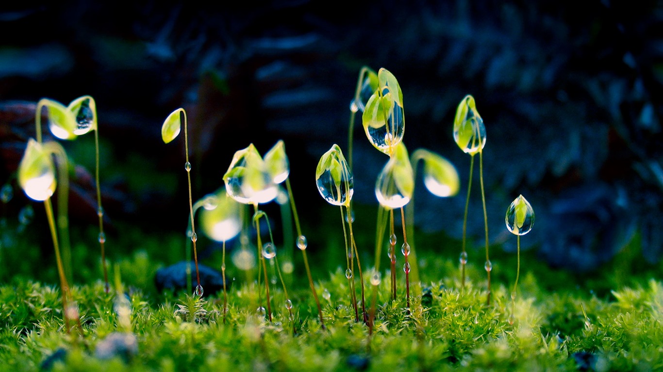 Srpen 2016 Bing téma HD tapety na plochu (2) #11 - 1366x768