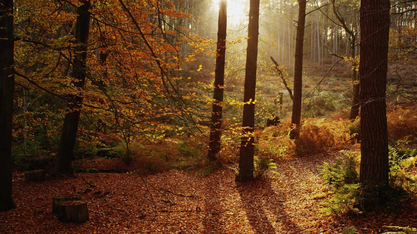 Septembre 2016 Bing thème Fonds d'écran HD (2) #4 - 1366x768