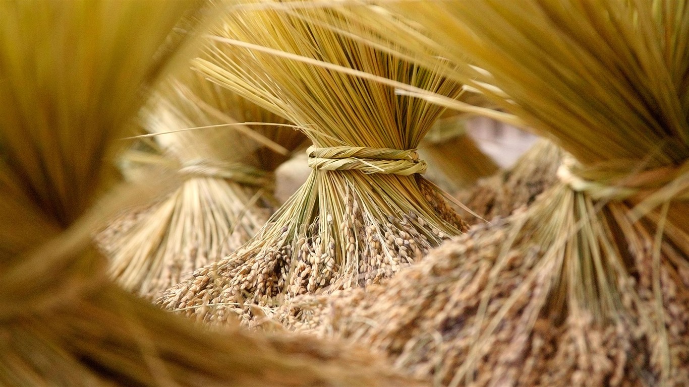 Septembre 2016 Bing thème Fonds d'écran HD (2) #6 - 1366x768