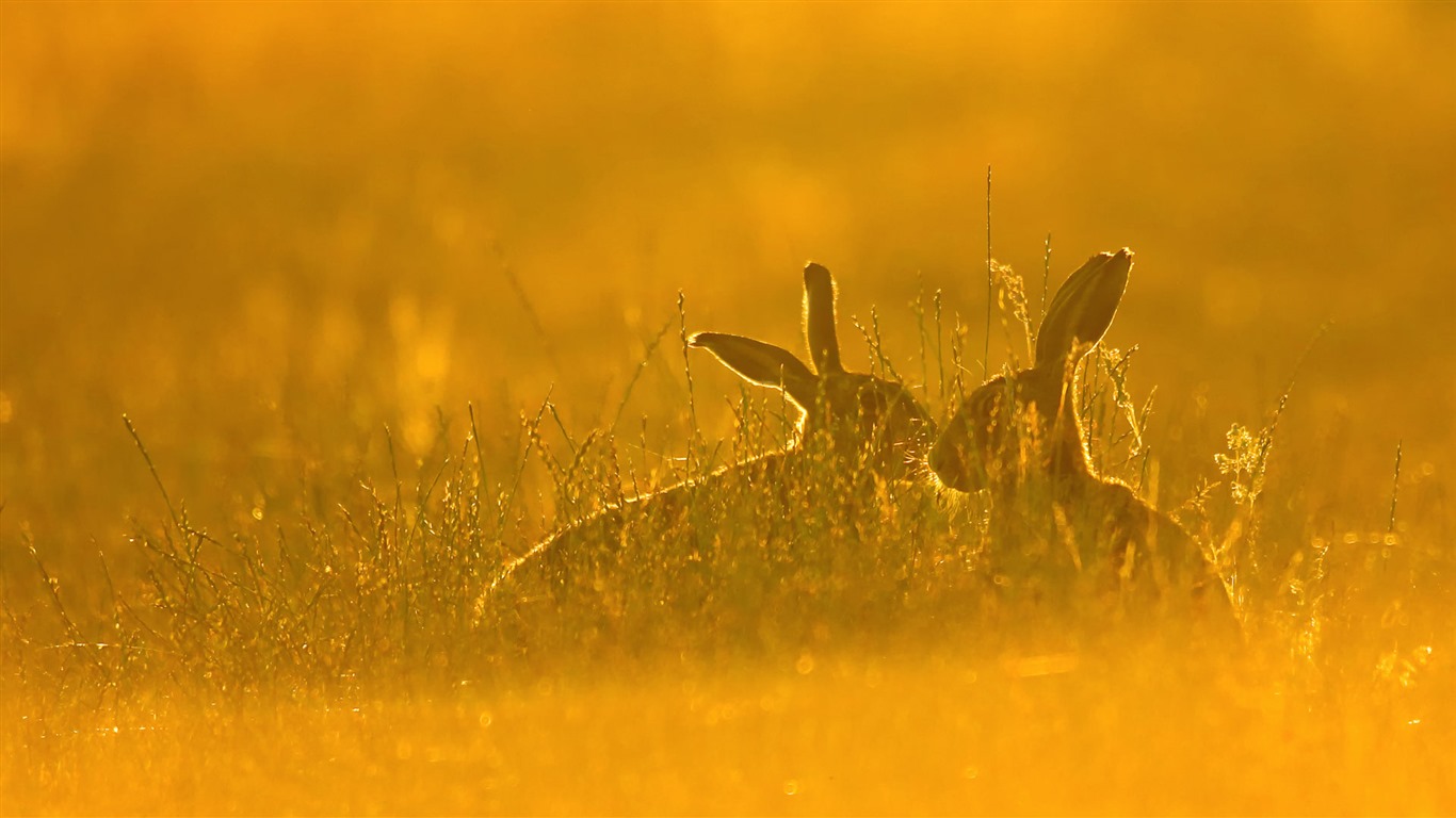 Září 2016 Bing téma HD tapety na plochu (2) #7 - 1366x768