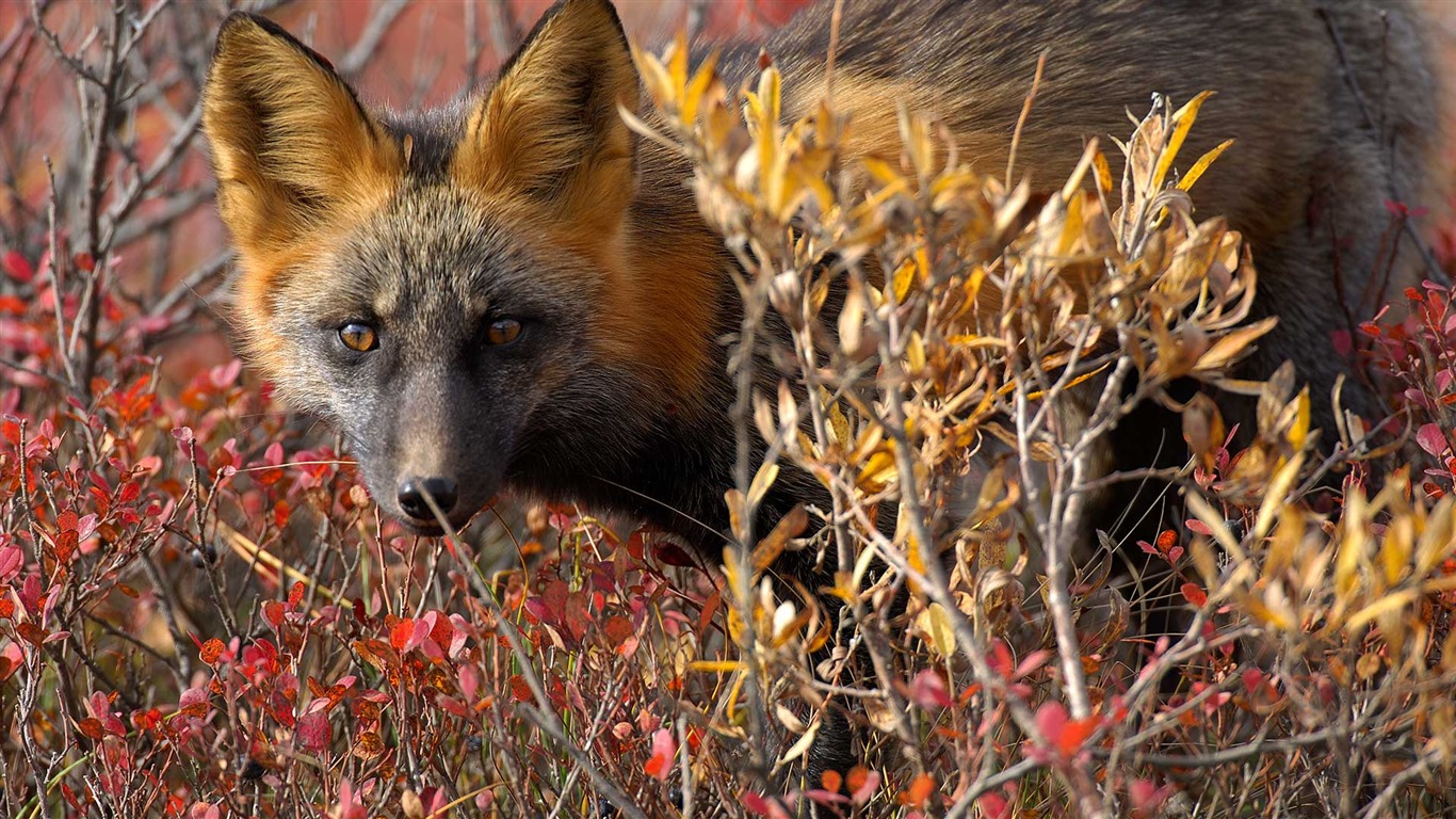 Octobre 2016 Bing thème HD fonds d'écran (1) #31 - 1366x768