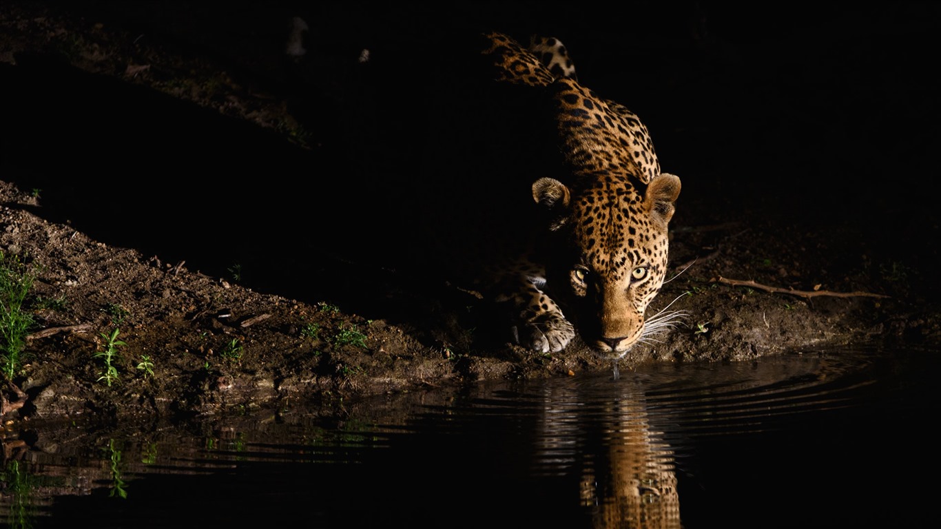 Octobre 2016 Bing thème HD fonds d'écran (1) #39 - 1366x768