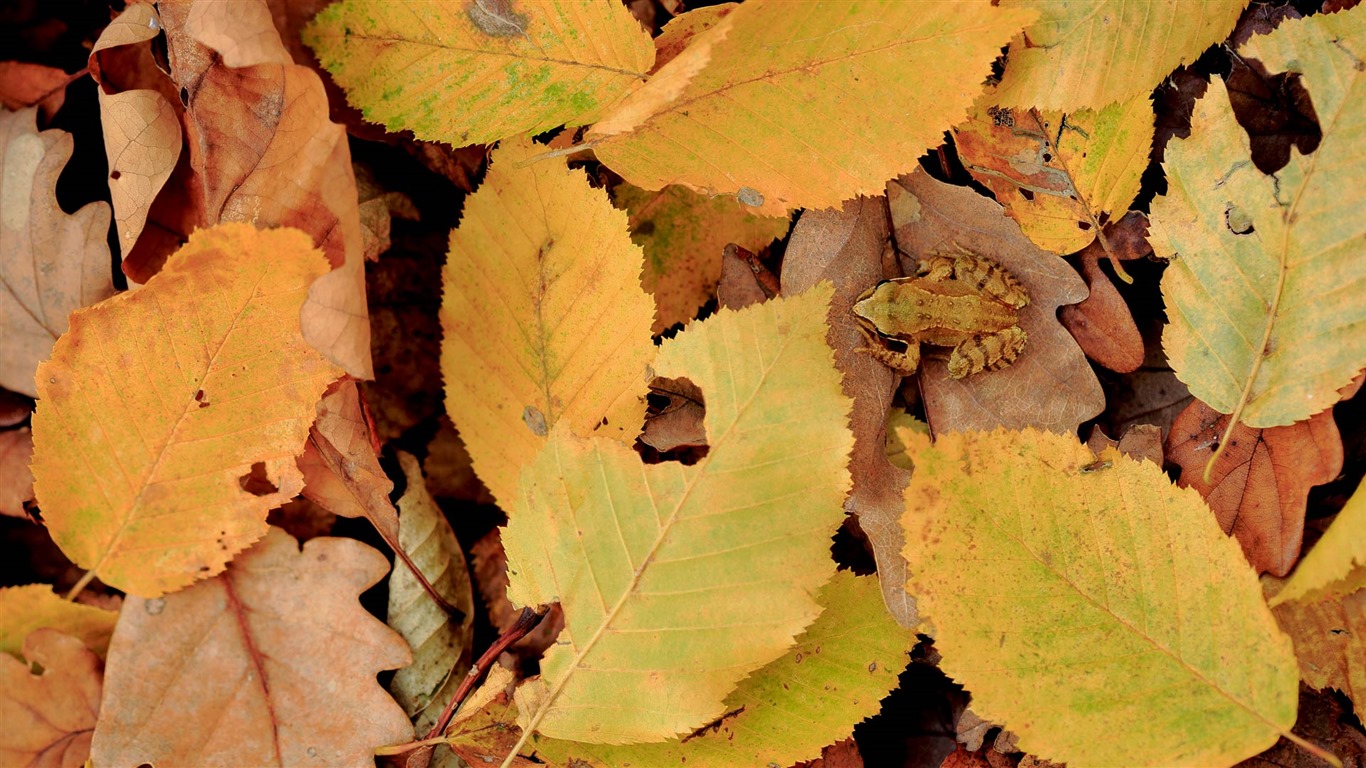 Října 2016 Bing tapety téma HD (2) #25 - 1366x768
