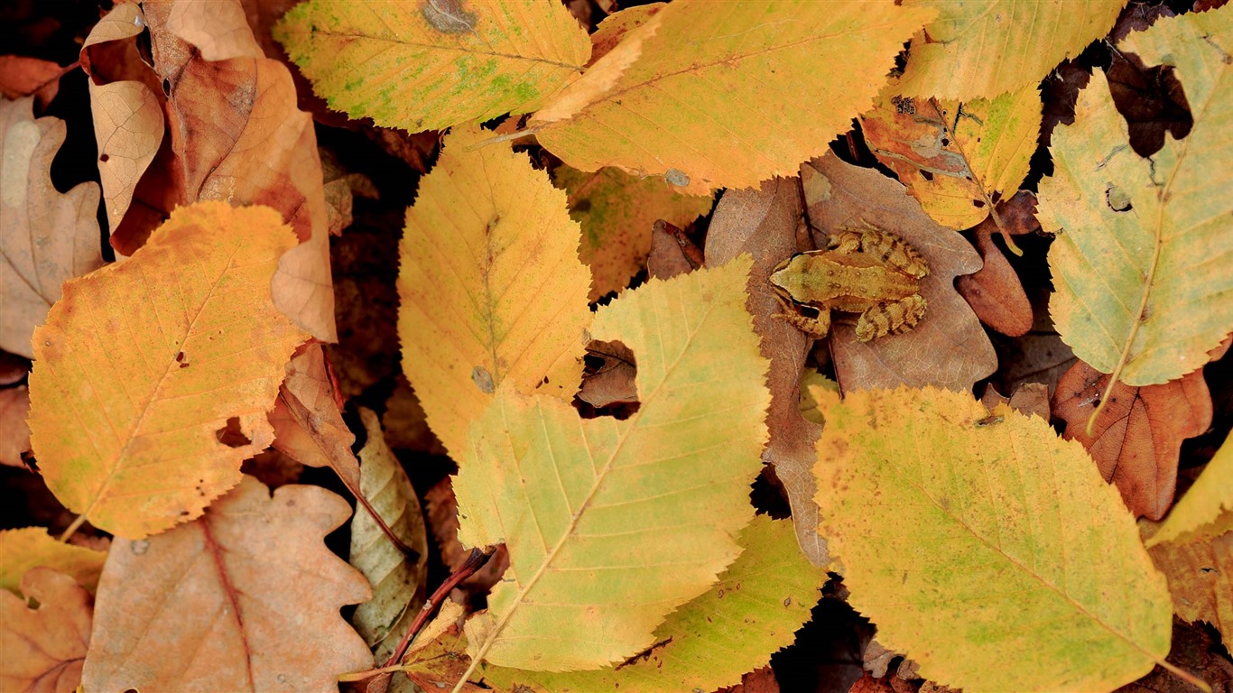 Octobre 2016 Bing thème HD fonds d'écran (2) #25 - 1366x768