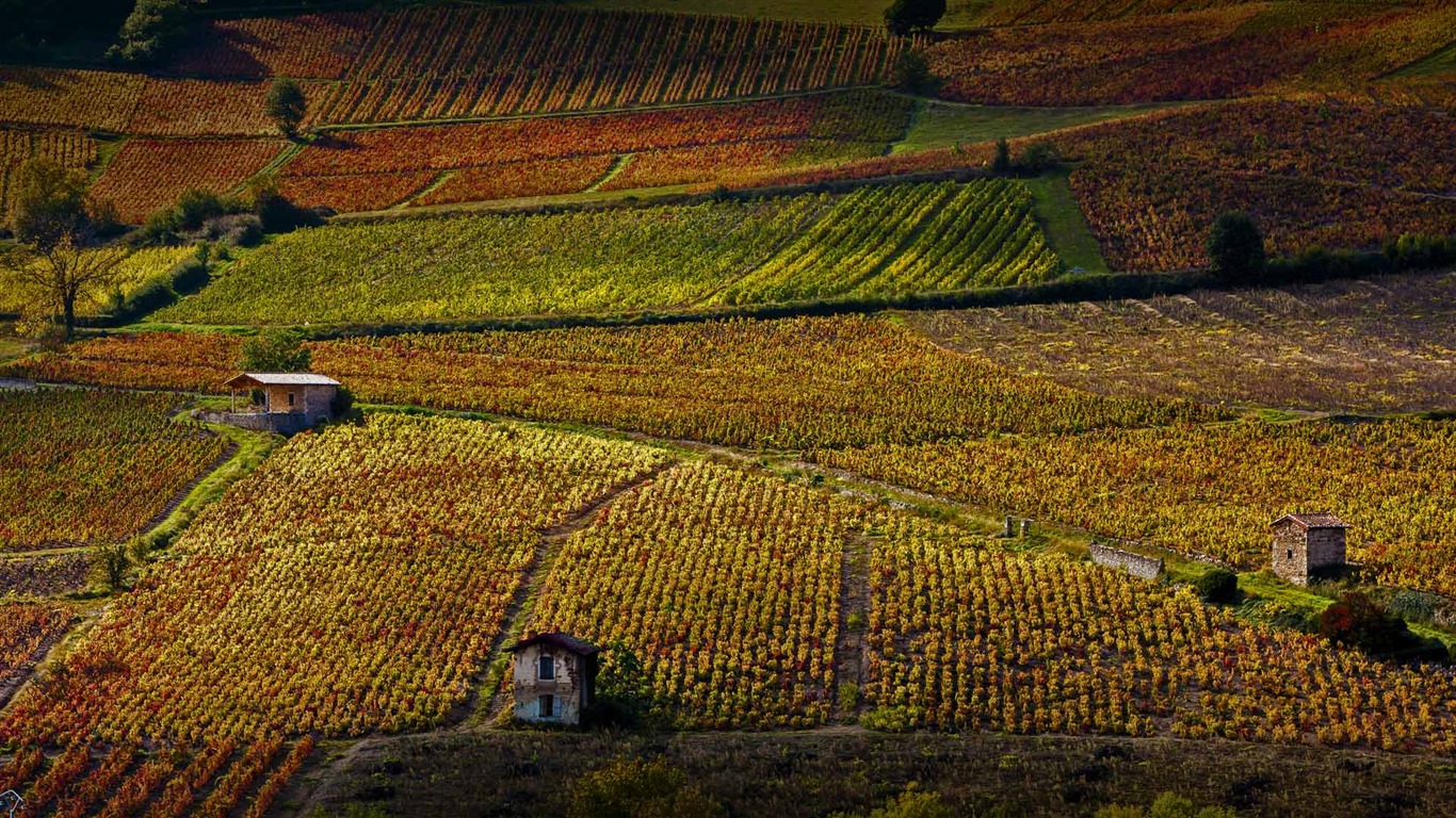 Novembre 2016 Bing thème HD fonds d'écran (1) #36 - 1366x768