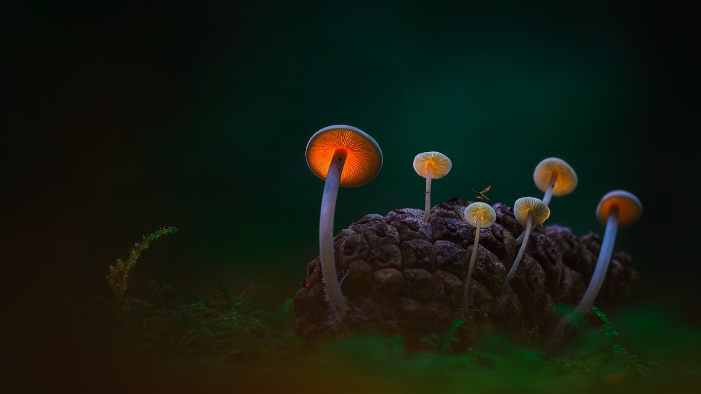 Listopadu 2016 Bing téma HD tapety na plochu (1) #37 - 1366x768