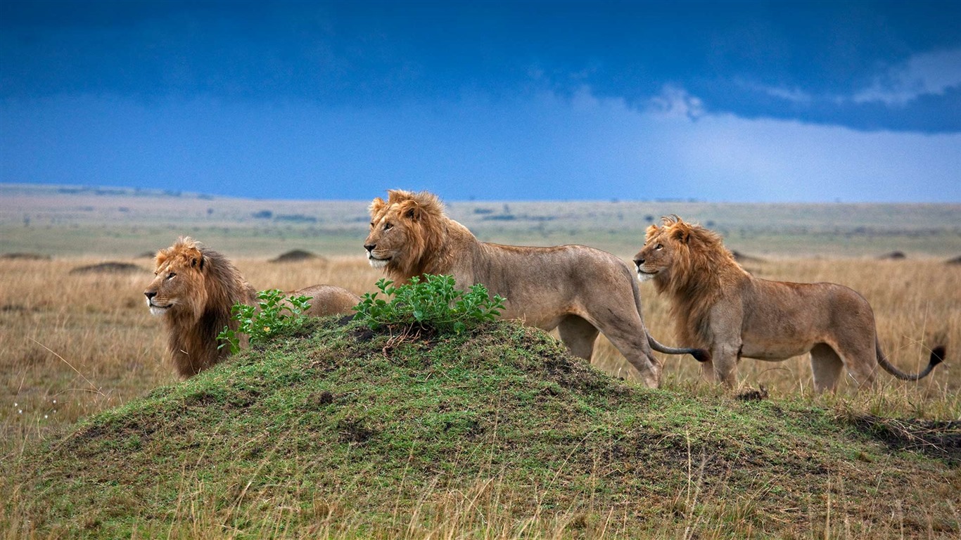 Noviembre de 2016 Bing tema HD fondos de pantalla (1) #40 - 1366x768