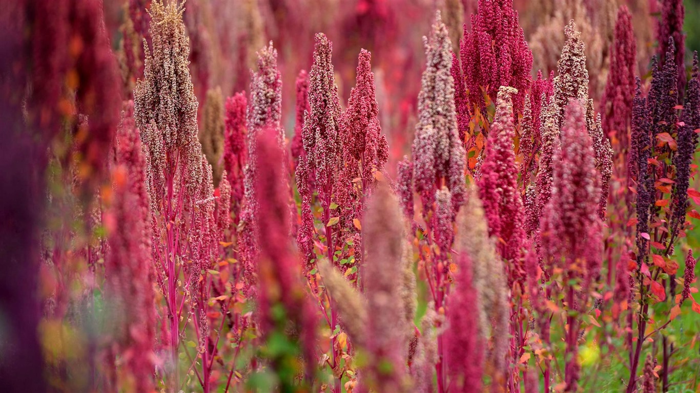 Prosinec 2016 Bing téma HD tapety (1) #5 - 1366x768