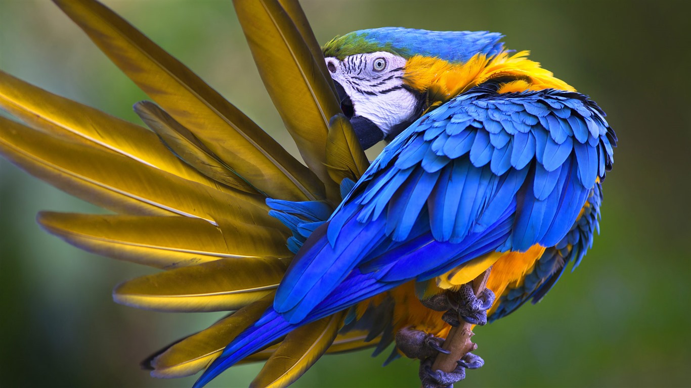 Prosinec 2016 Bing téma HD tapety (1) #10 - 1366x768