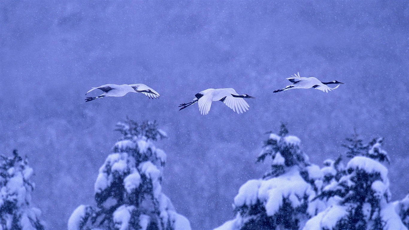 Décembre 2016 Fonds d'écran HD de thème Bing (2) #20 - 1366x768