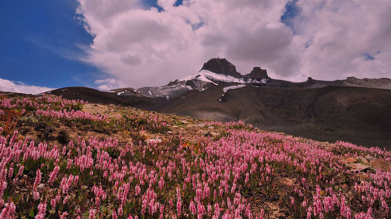 Enero de 2017 Bing tema de la alta definición de fondo de pantalla (1) #36 - 1366x768