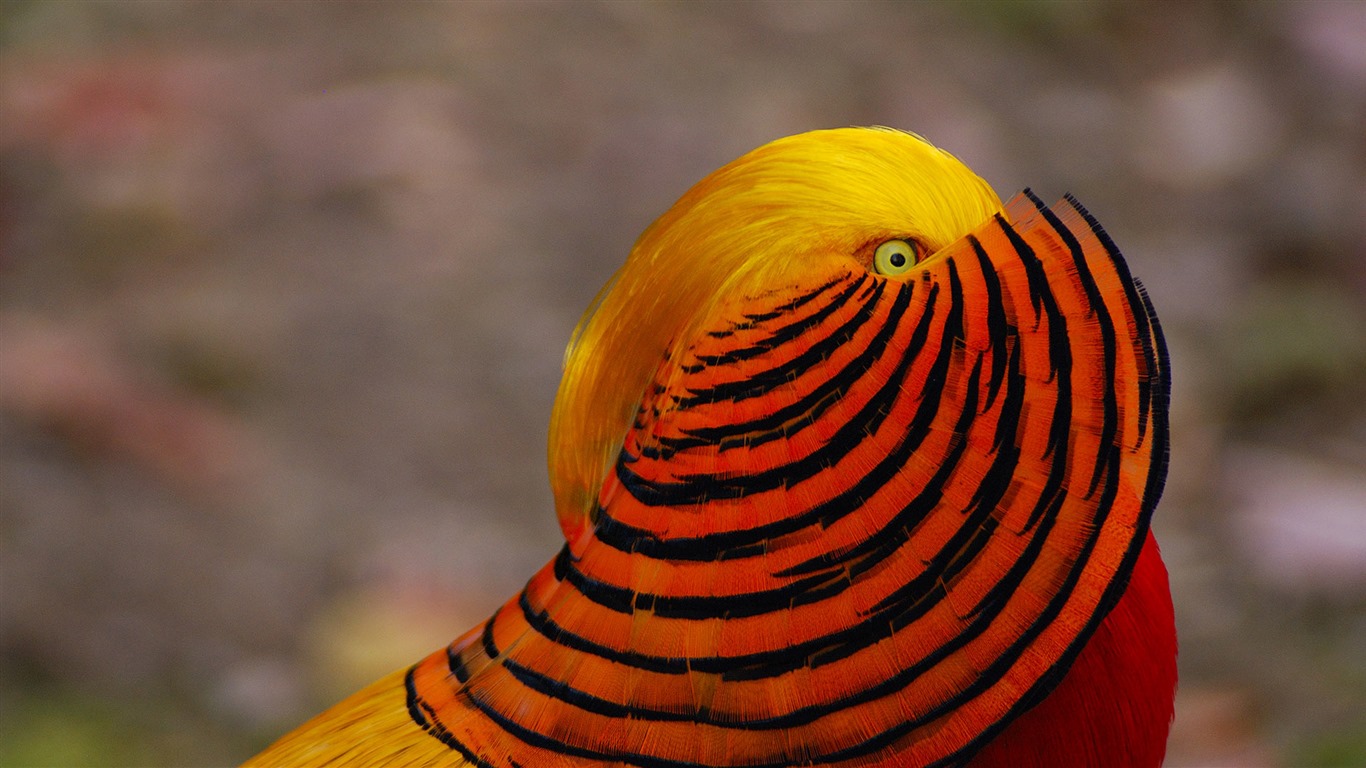 Enero de 2017 Bing tema de la alta definición de fondo de pantalla (2) #19 - 1366x768