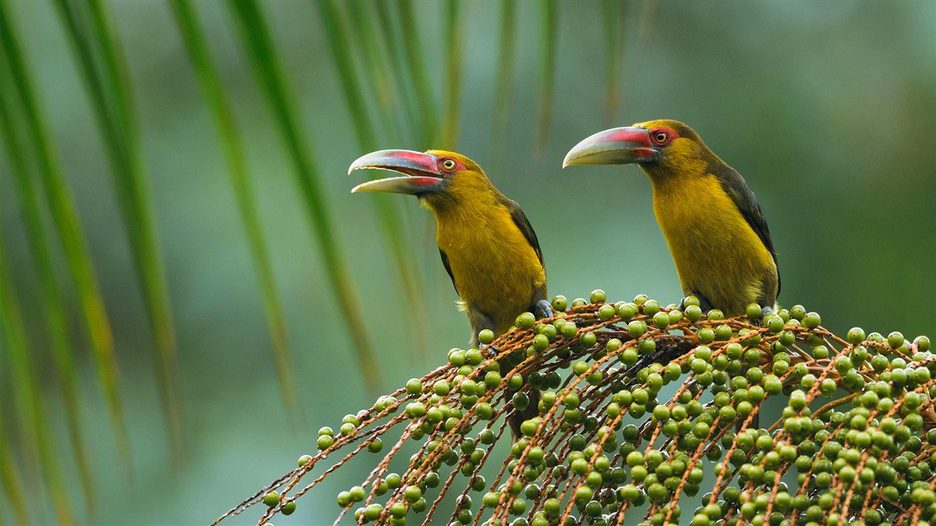 Febrero 2017 Bing tema de alta definición fondos de pantalla (1) #28 - 1366x768