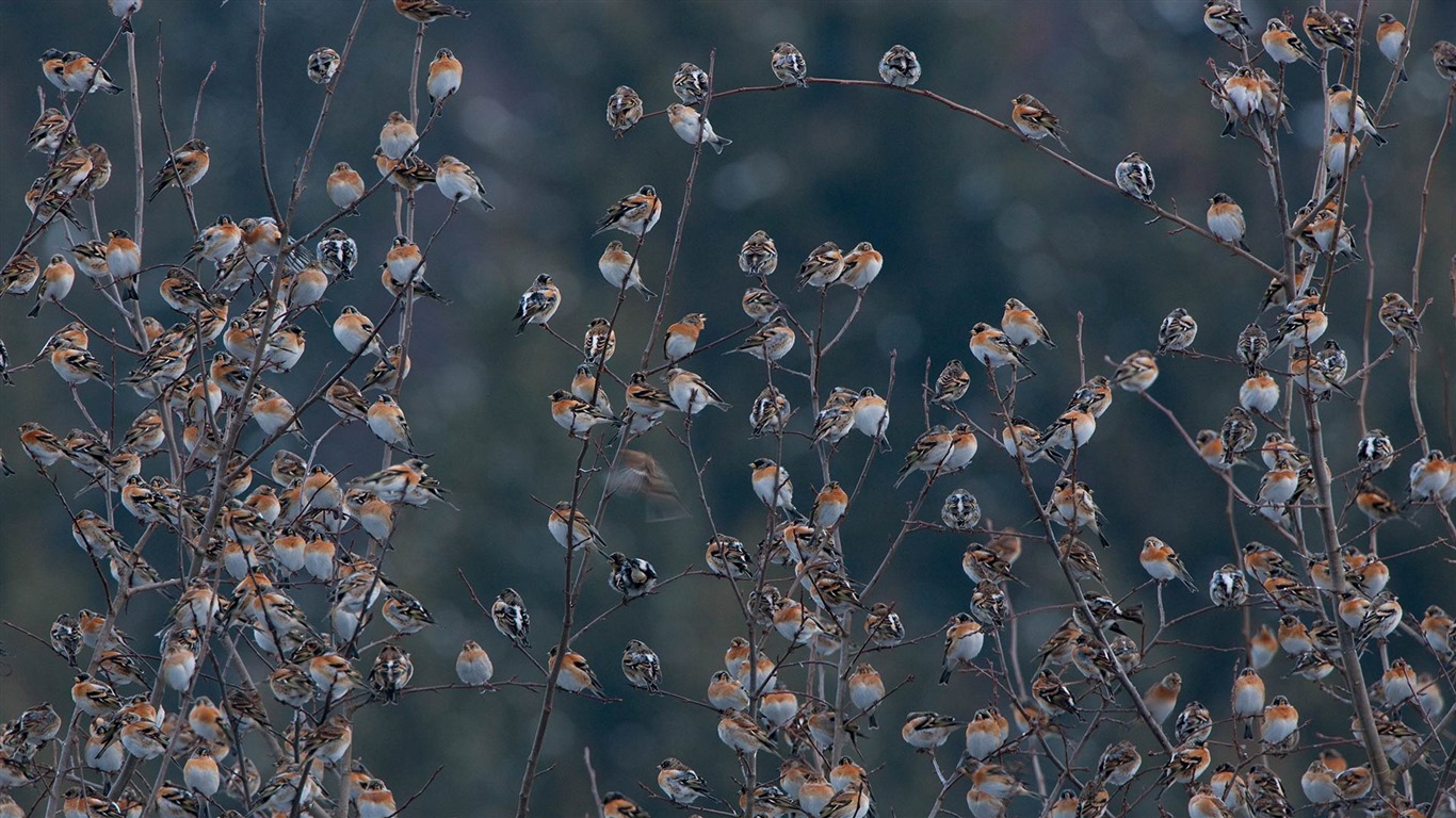 Febrero 2017 Bing tema de alta definición fondos de pantalla (2) #29 - 1366x768