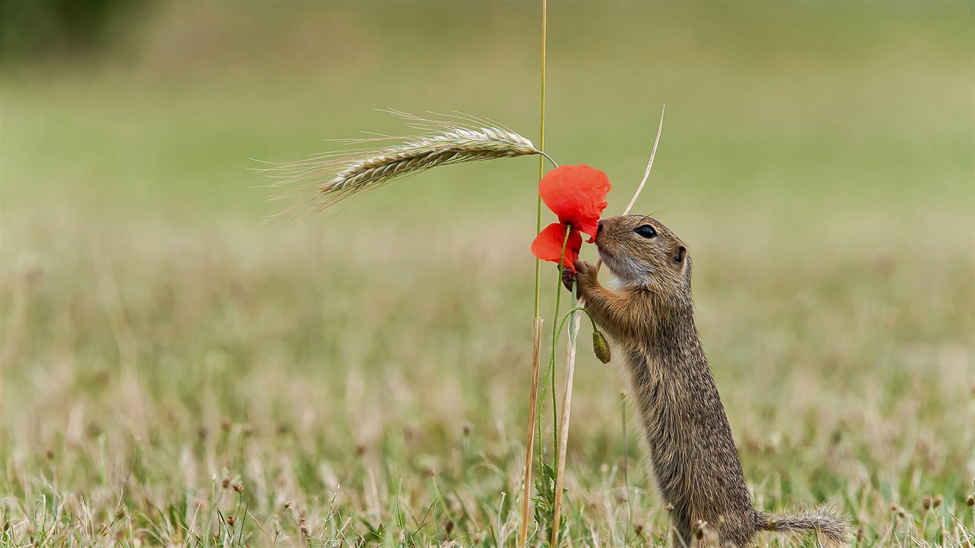 March 2017 Bing theme of high-definition wallpaper (1) #40 - 1366x768