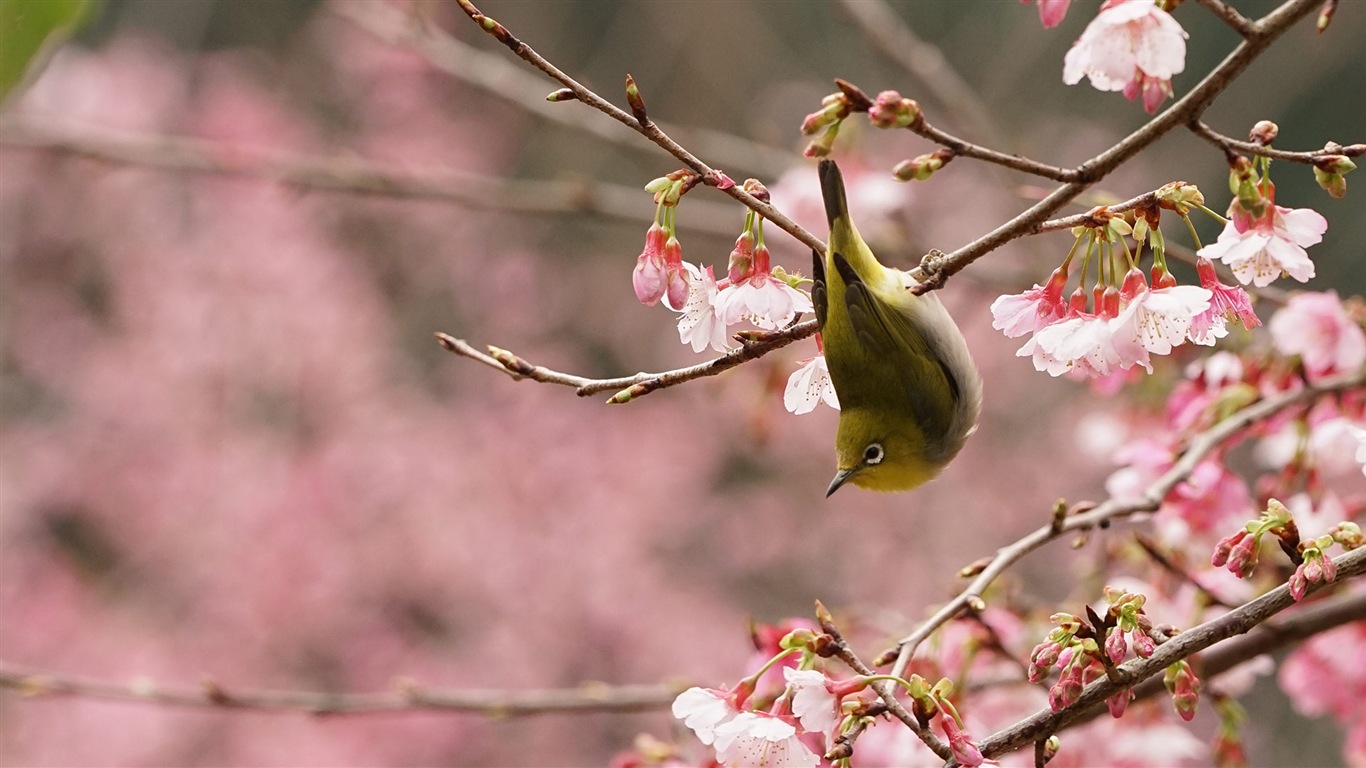 2017年3月 Bing 必应主题高清壁纸(二)4 - 1366x768