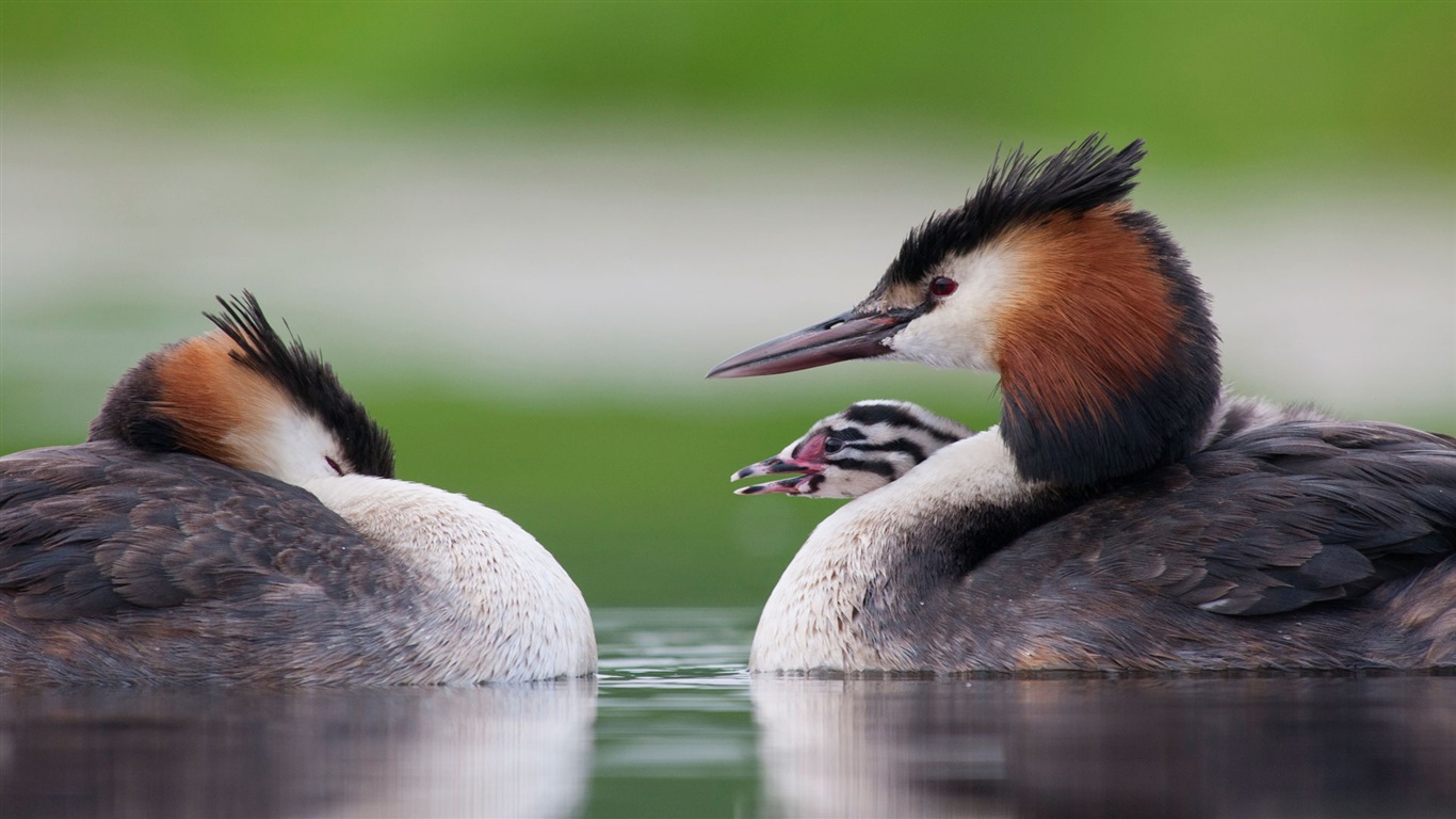 März 2017 Bing Thema der High-Definition-Tapete (2) #10 - 1366x768