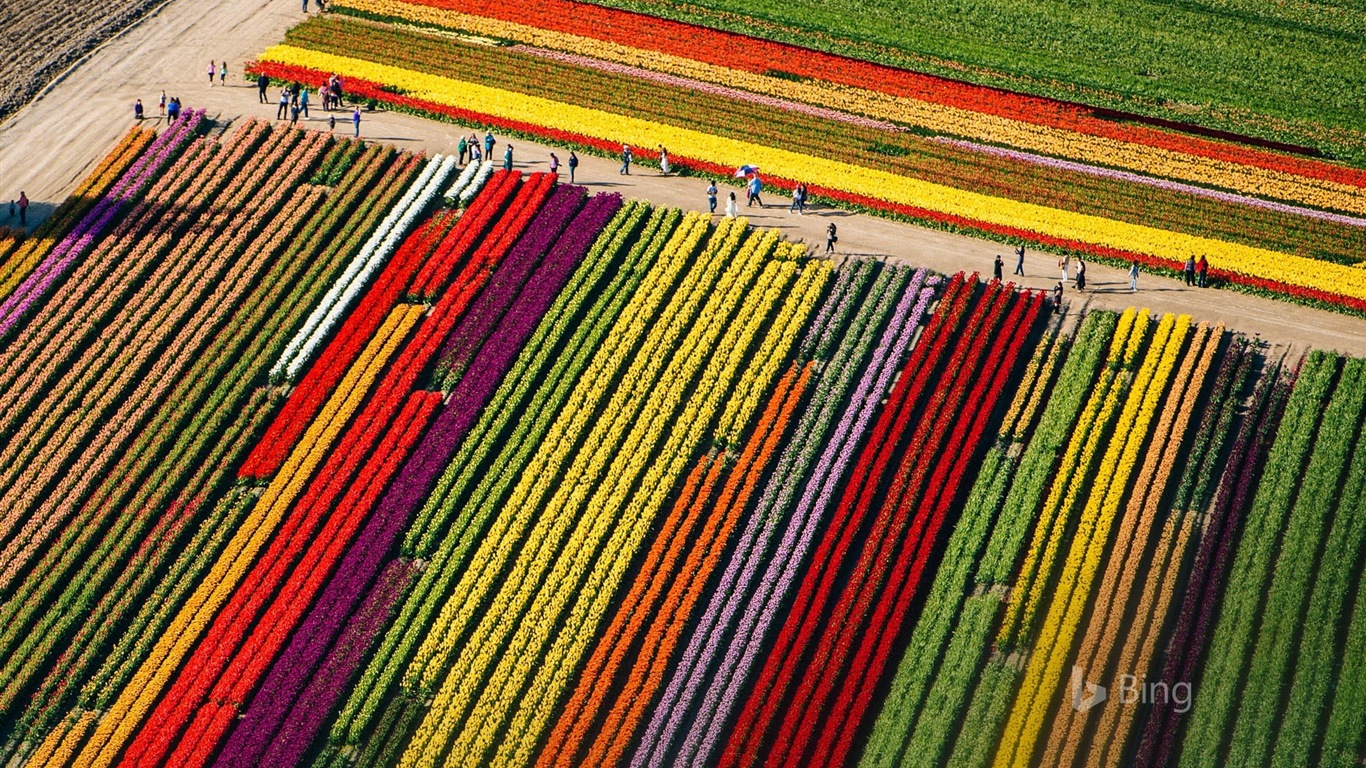 Avril 2017 thème Bing du fond d'écran haute définition #8 - 1366x768