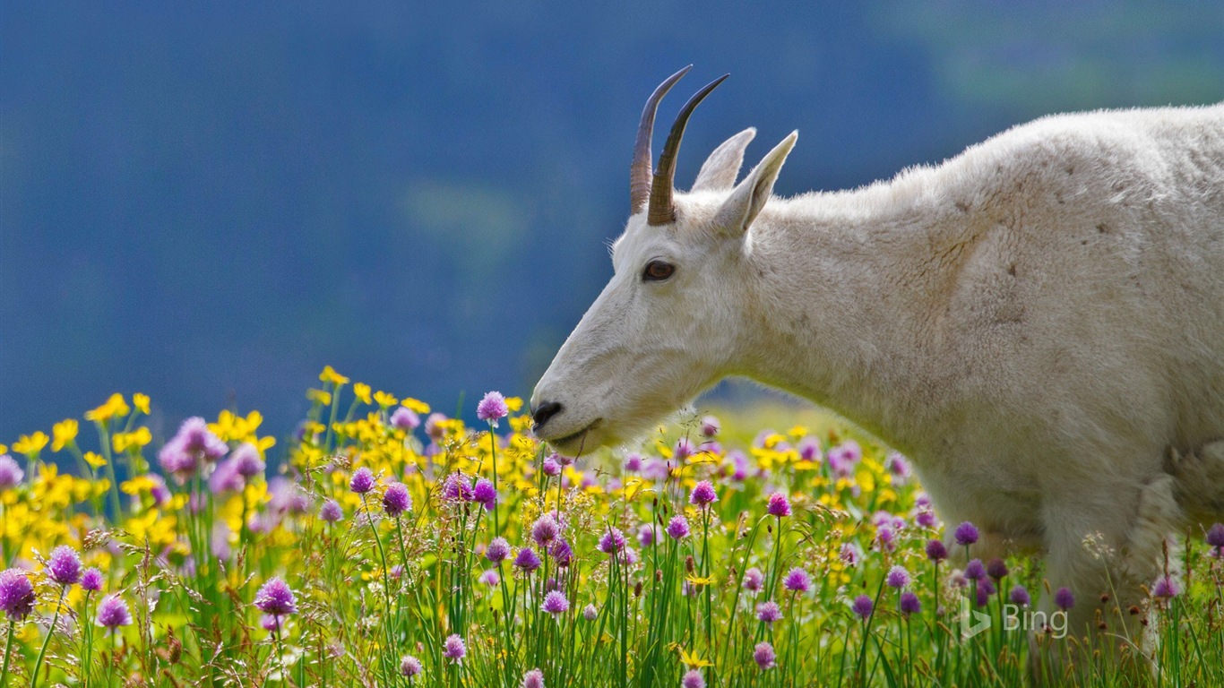 Mayo de 2017 Tema de Bing de fondo de pantalla de alta definición #12 - 1366x768