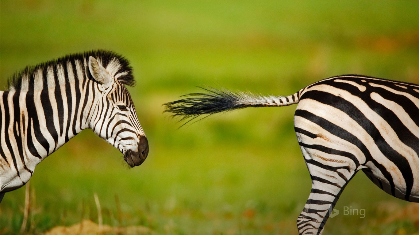 Mai 2017 Bing Thema der hochauflösenden Hintergrundbild #22 - 1366x768