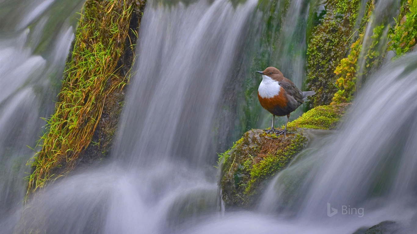 Mai 2017 Bing Thema der hochauflösenden Hintergrundbild #24 - 1366x768