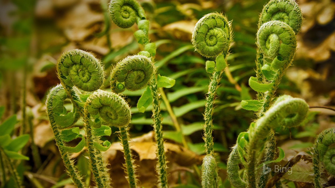 Mai 2017 Bing Thema der hochauflösenden Hintergrundbild #26 - 1366x768