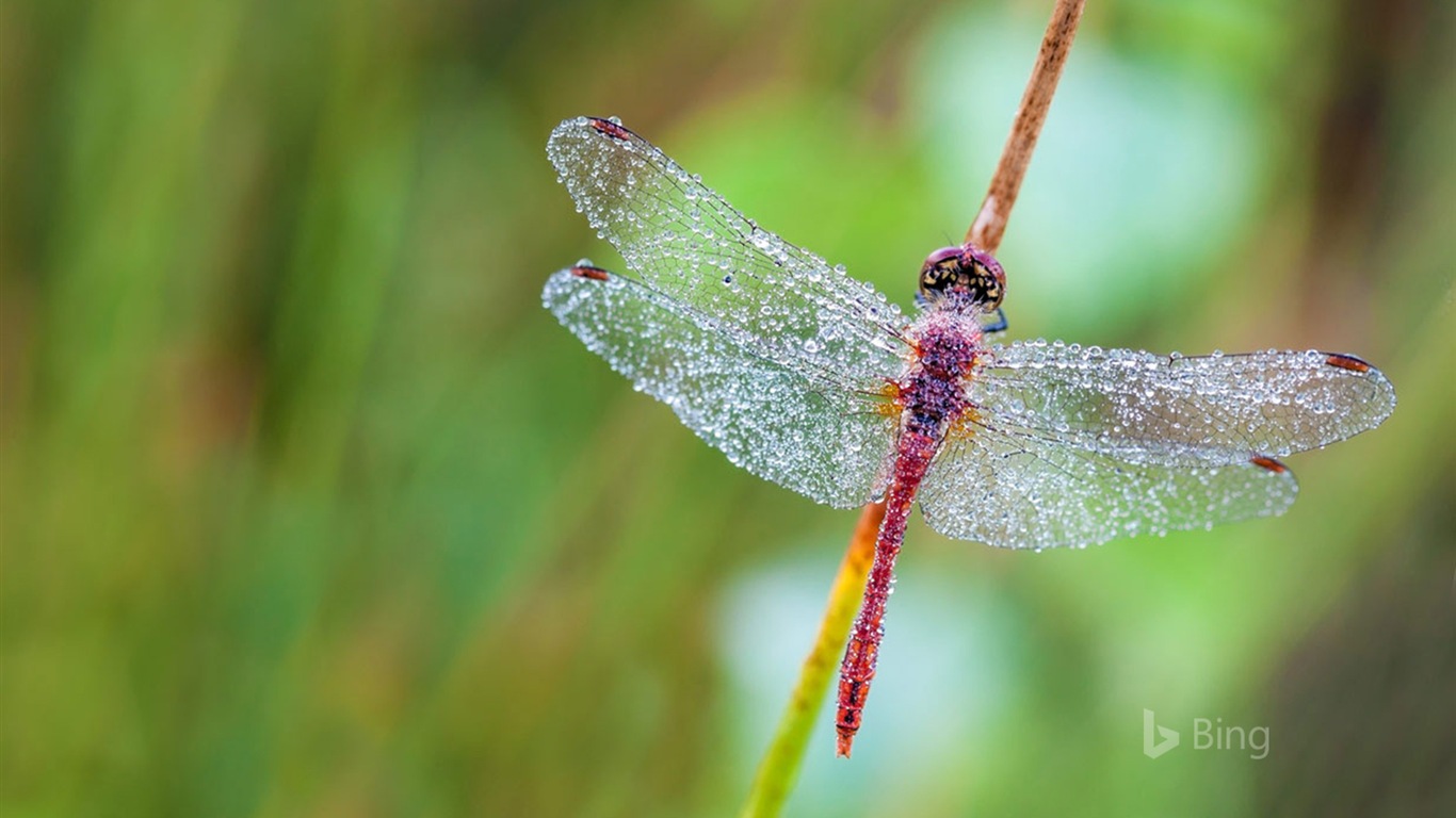 June 2017 Bing theme of high-definition wallpaper #16 - 1366x768