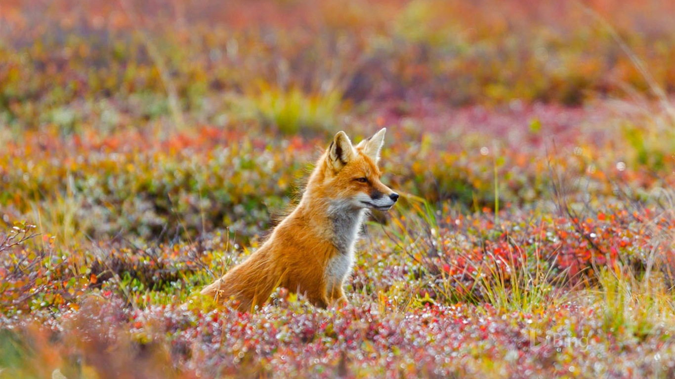 Junio de 2017 Tema de Bing de fondo de pantalla de alta definición #22 - 1366x768