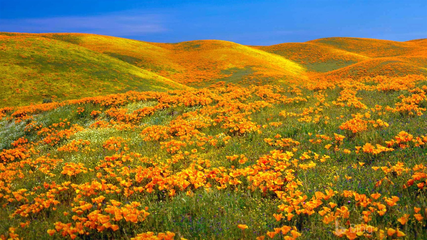 Julio de 2017 tema de Bing de fondo de pantalla de alta definición #21 - 1366x768