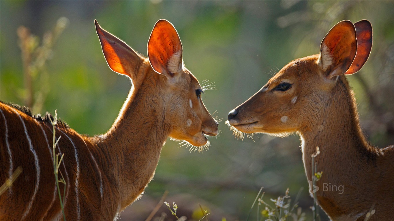 August 2017 Bing-Thema HD Tapete #2 - 1366x768