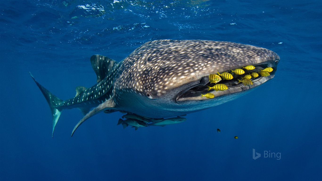 Août 2017 Bing thème Fond d'écran HD #29 - 1366x768