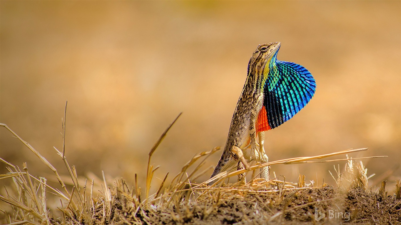 Září 2017 Bing téma HD tapetu #30 - 1366x768