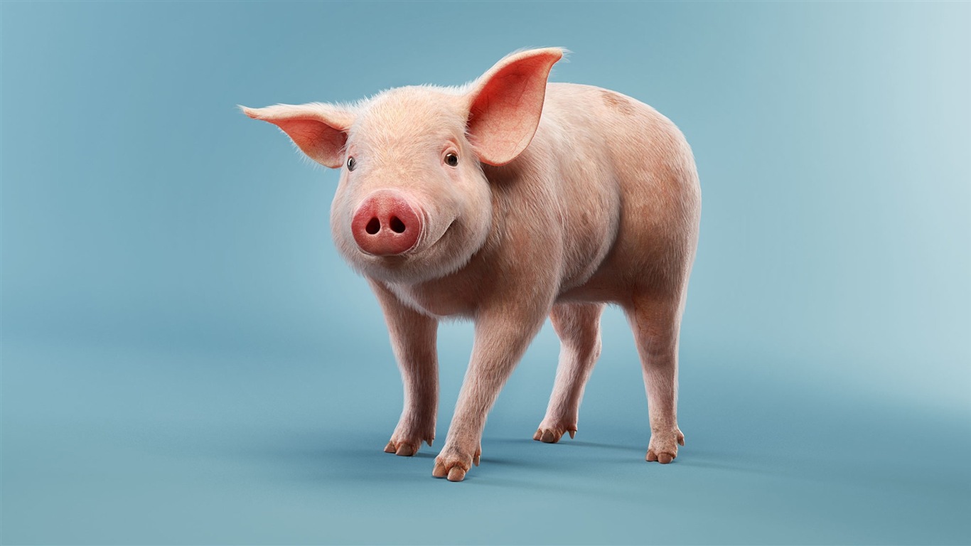 Année de porc sur porcs fonds d'écran HD #1 - 1366x768