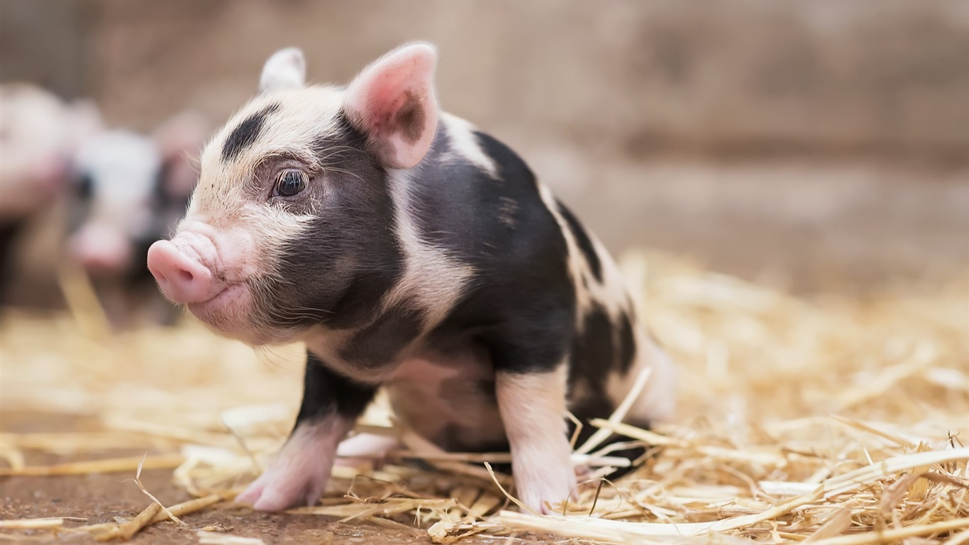 Pig Year about pigs HD wallpapers #2 - 1366x768