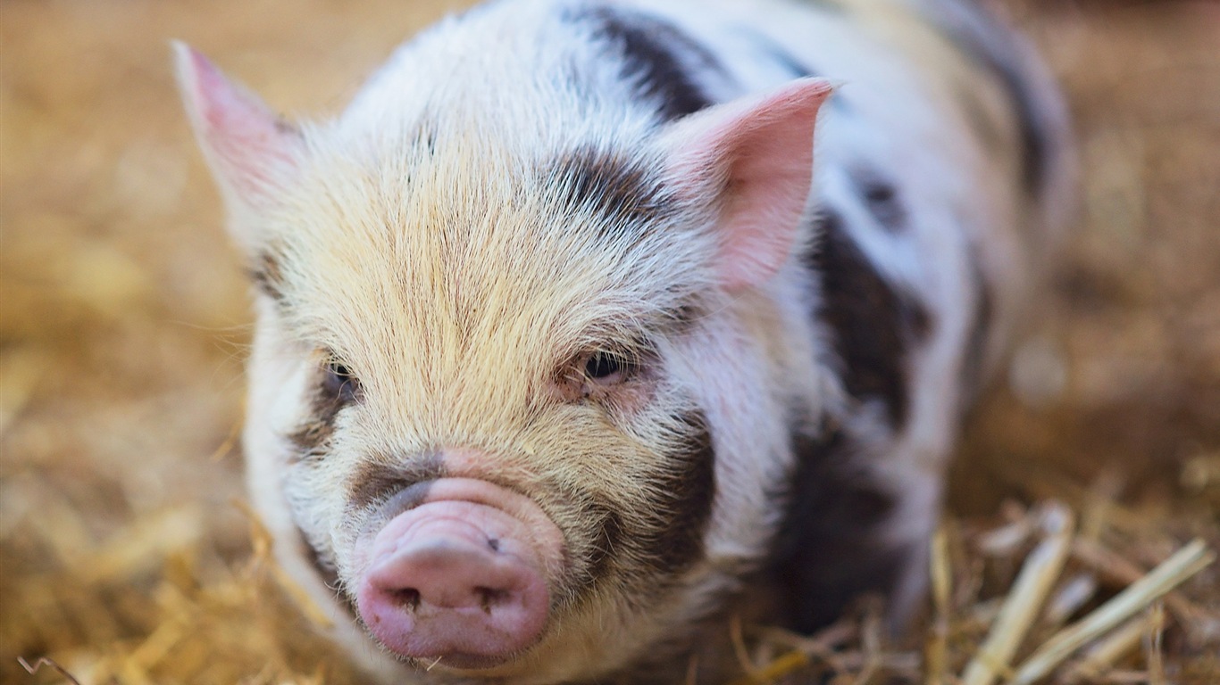 Année de porc sur porcs fonds d'écran HD #3 - 1366x768