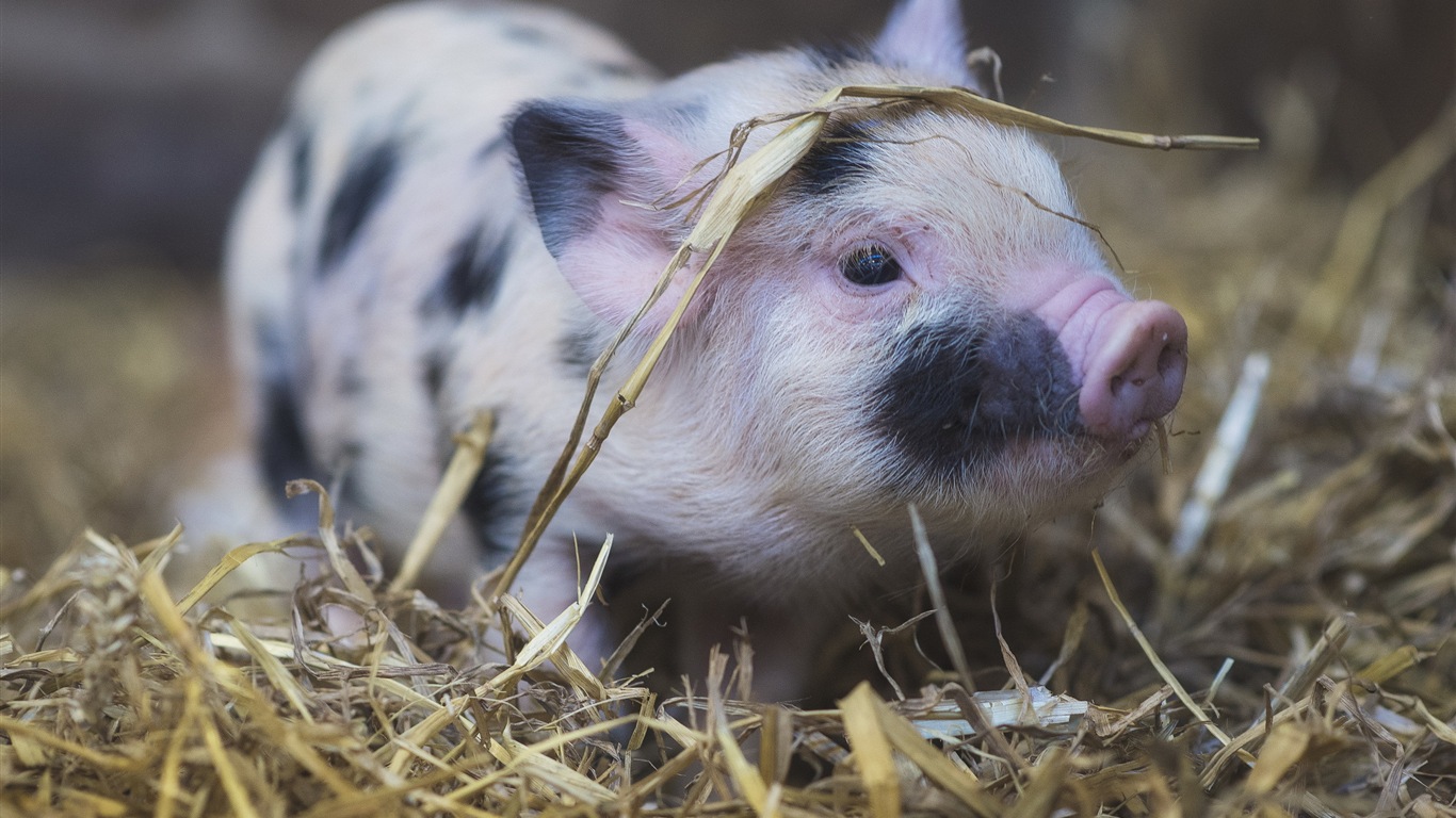 Pig Year about pigs HD wallpapers #4 - 1366x768