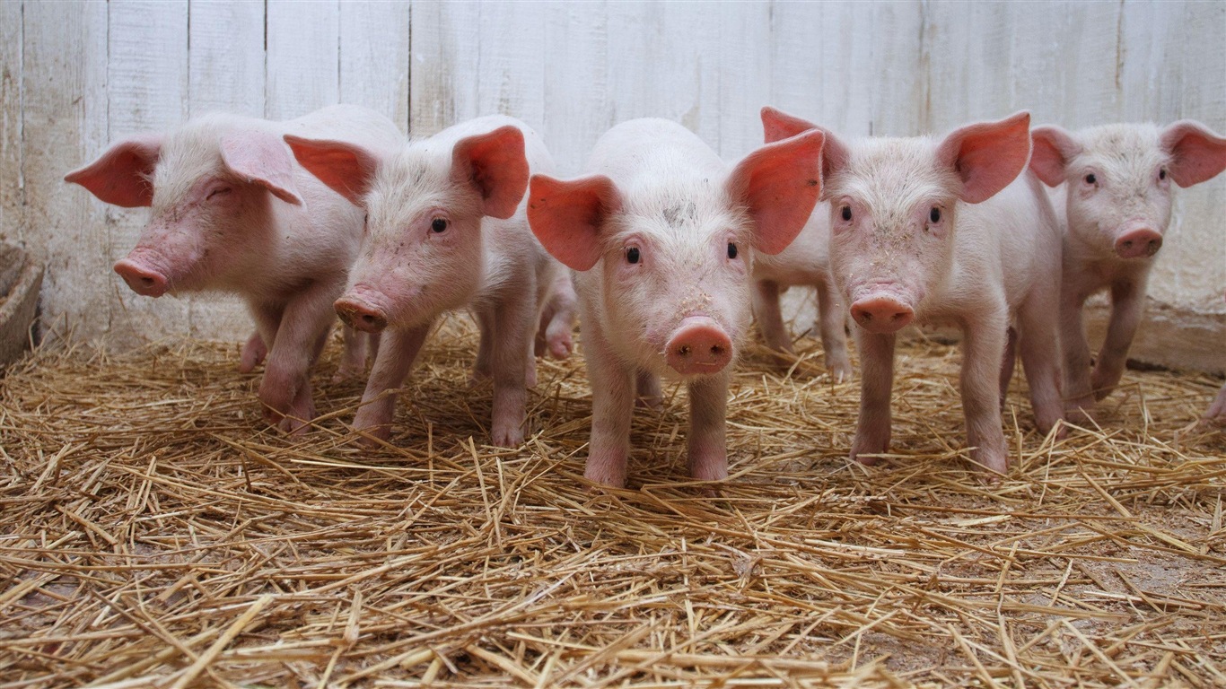 Pig Year about pigs HD wallpapers #5 - 1366x768