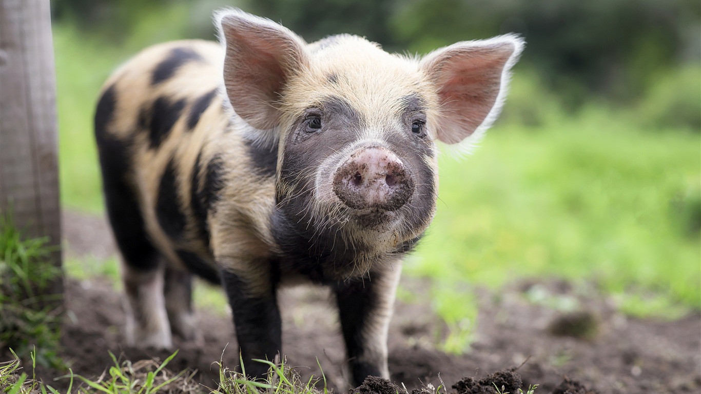 Pig Year about pigs HD wallpapers #8 - 1366x768