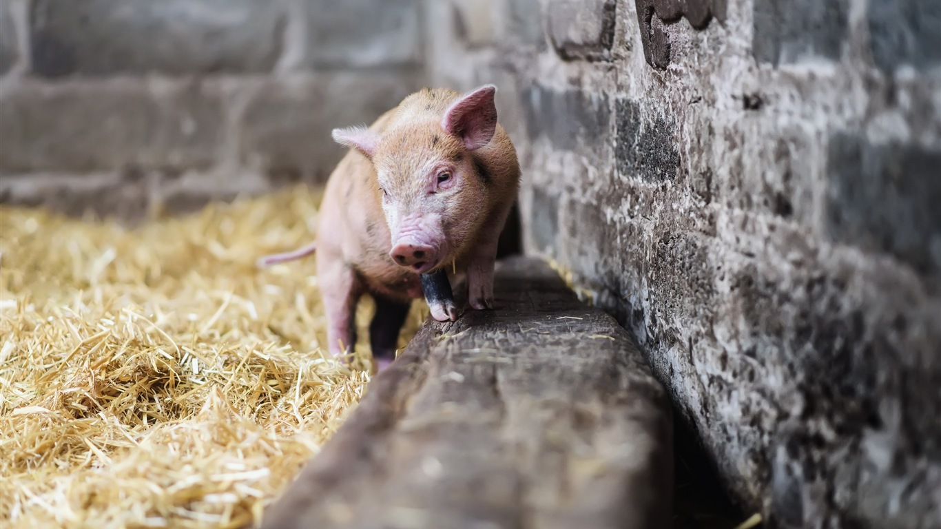 Année de porc sur porcs fonds d'écran HD #9 - 1366x768