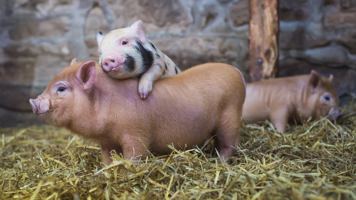 Année de porc sur porcs fonds d'écran HD #11 - 1366x768