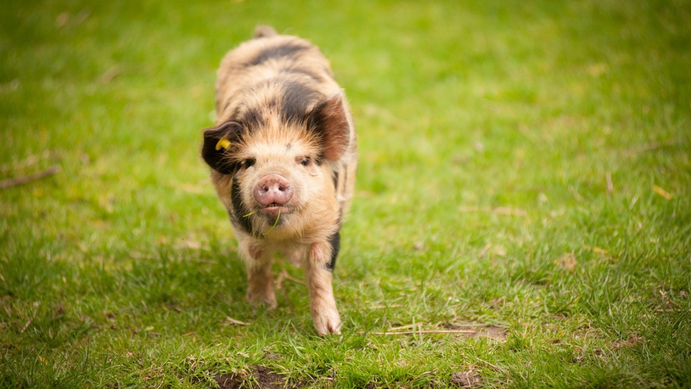 Schweinejahr über Schweine HD-Tapeten #12 - 1366x768